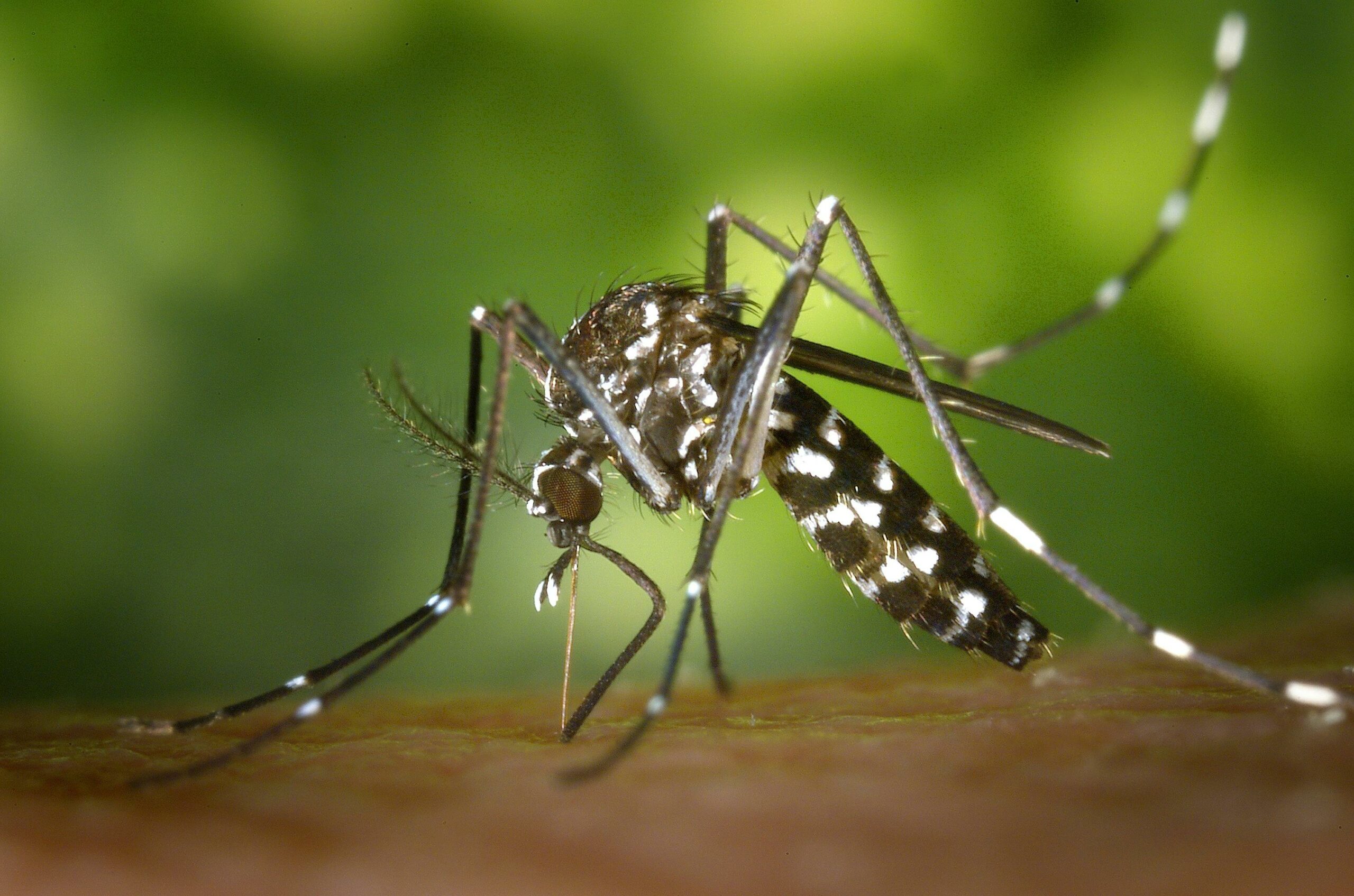 País presenta aumento en casos de chikungunya y zika en comparación con el año pasado